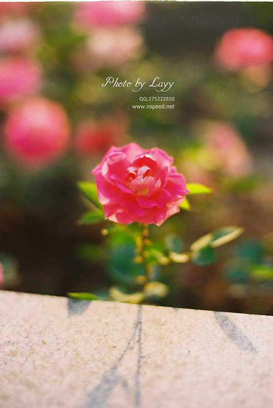 菲林《晨》 # layy的时光机 #