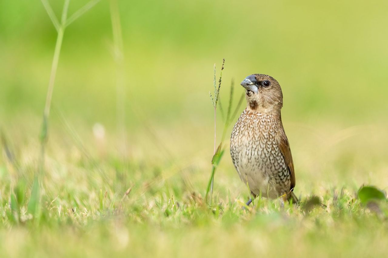 感悟自然·年度观鸟精华
