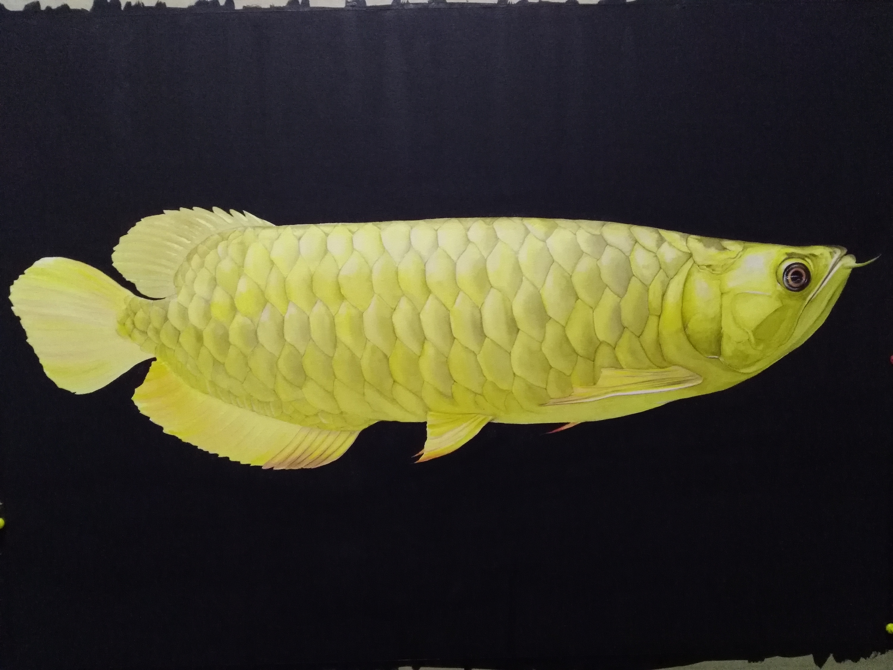 水彩龙鱼步骤2k