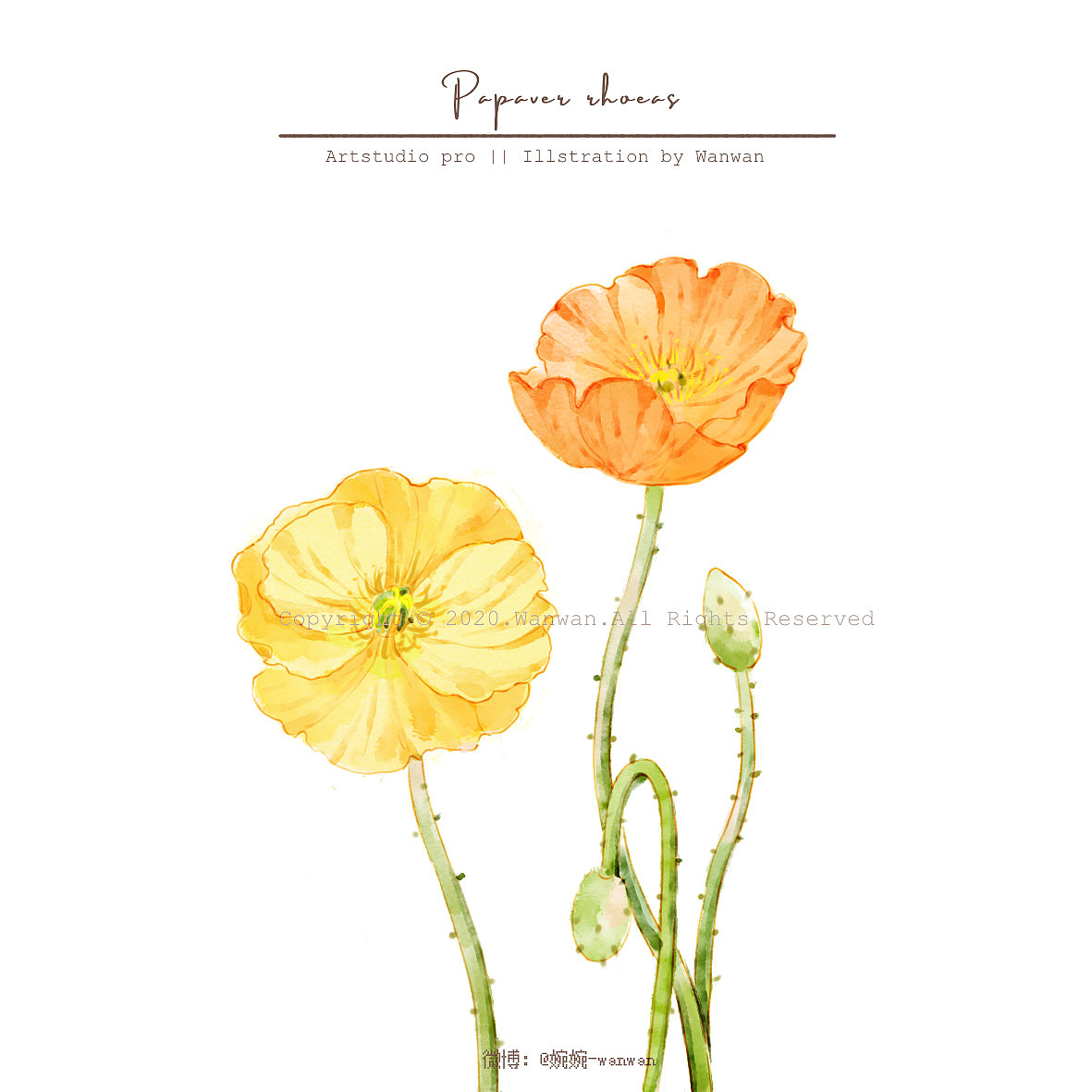 iPad 水彩插画-虞美人