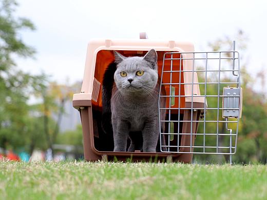 英短纯蓝蓝猫