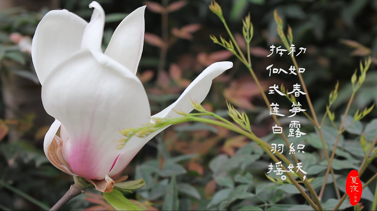 【春分】春分时节,一碗红枣银耳和一副水彩画很配哦!