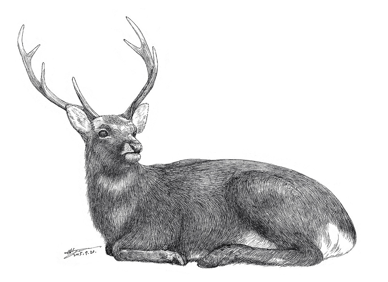 濒危动物系列素描