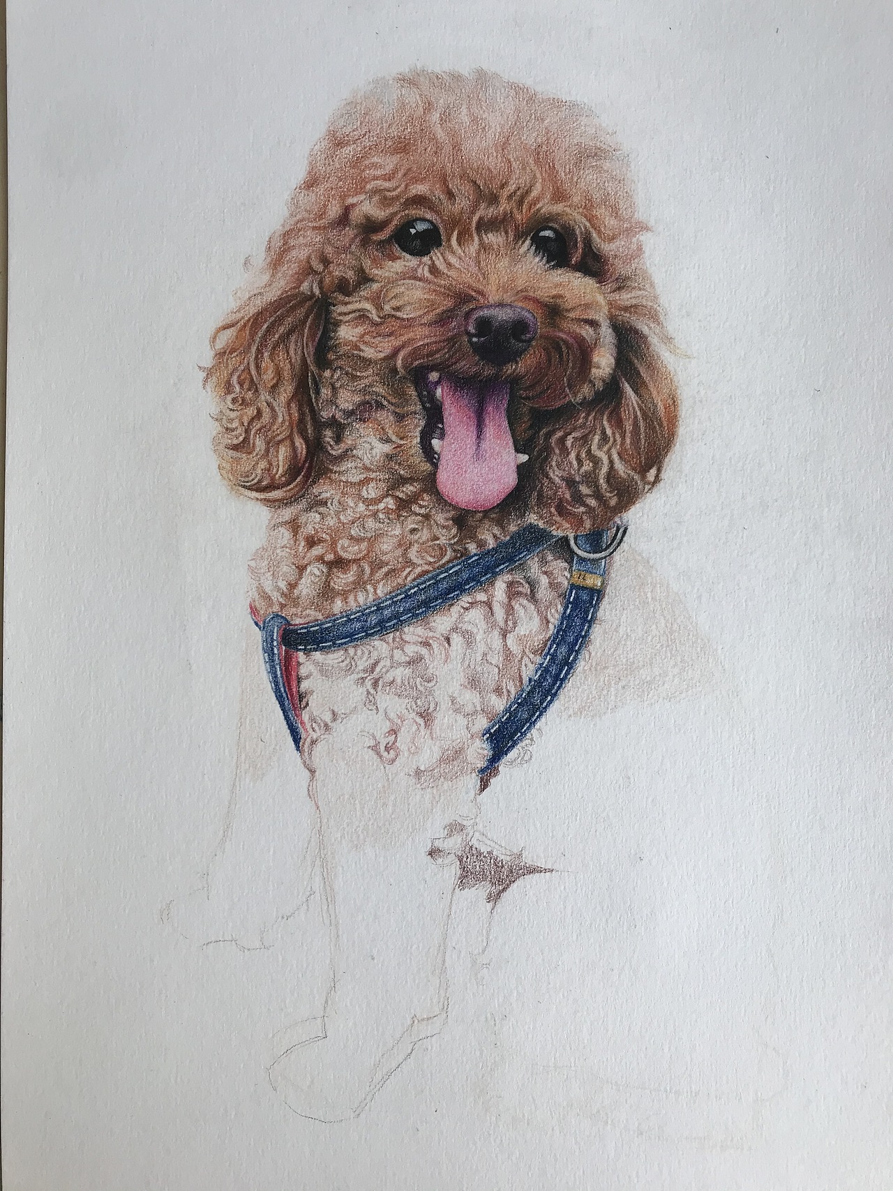 彩铅作品泰迪犬