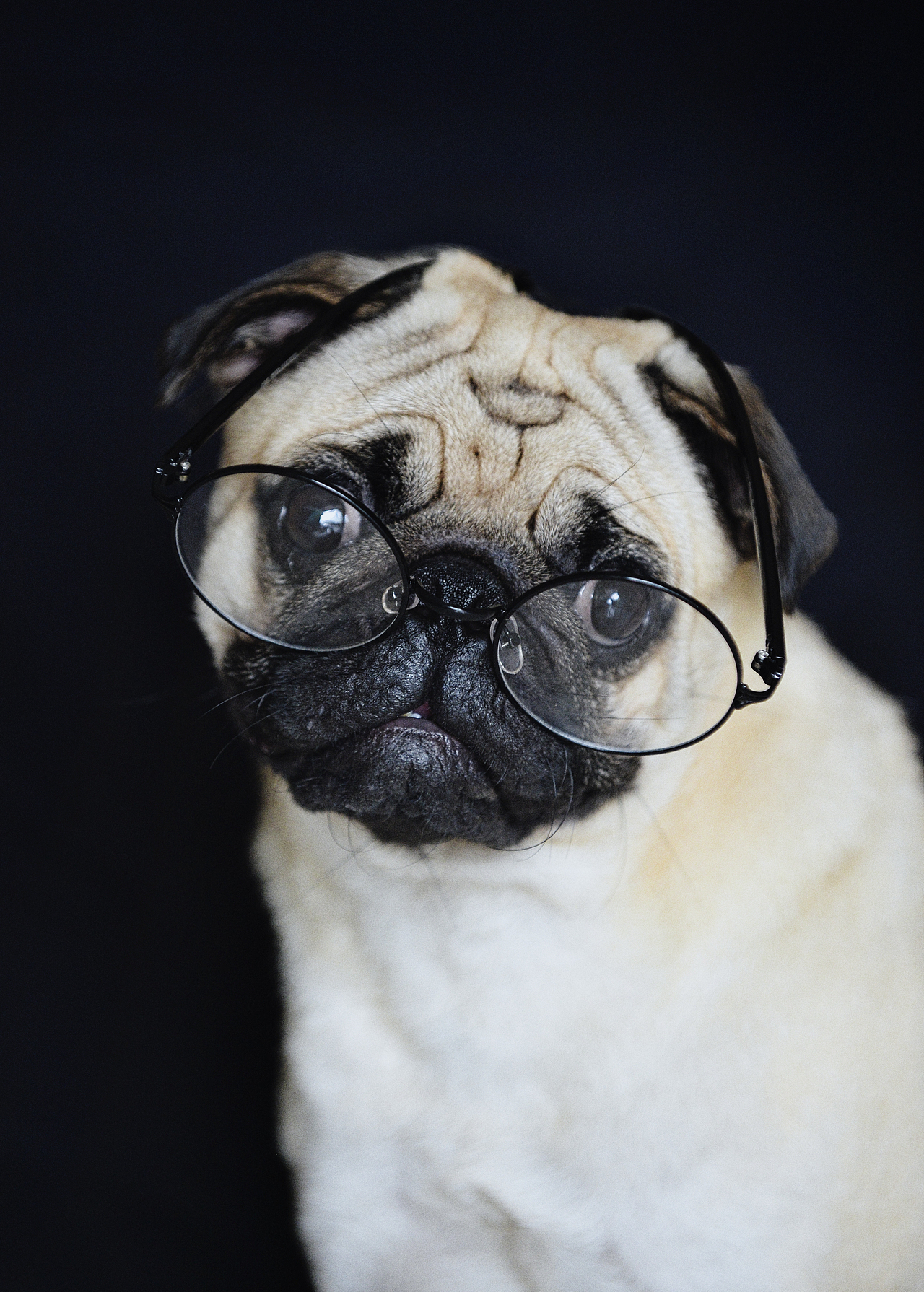 我家巴哥犬嘟嘟汪|摄影|宠物摄影|古怪樱桃_原创作品-站酷(zcool)