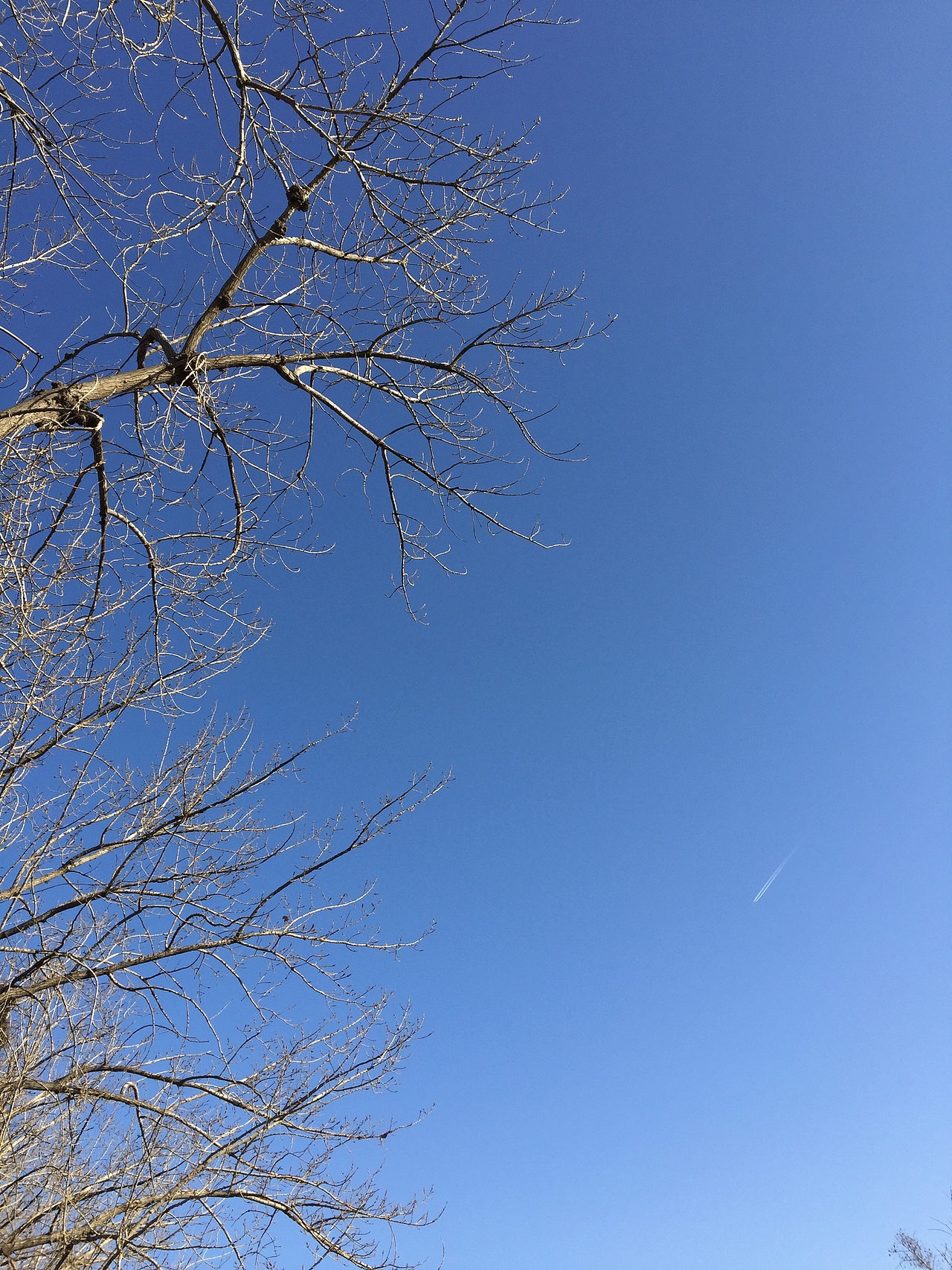 2018年1月31 大寒里,最后的冬天