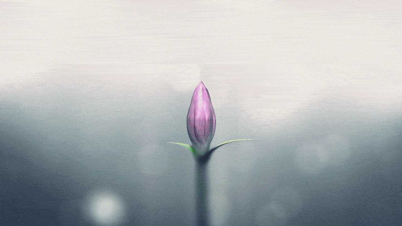 The Flower