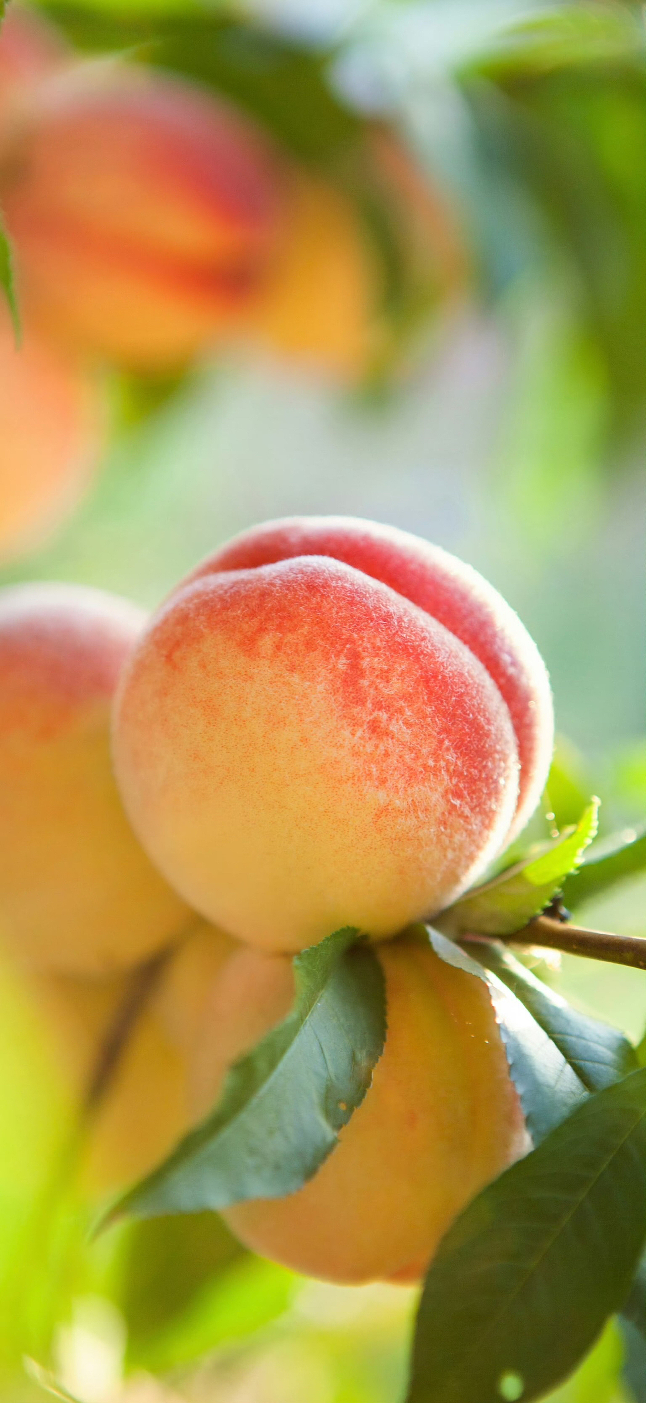 如果你太重视某件事情,就会成为它的奴隶。