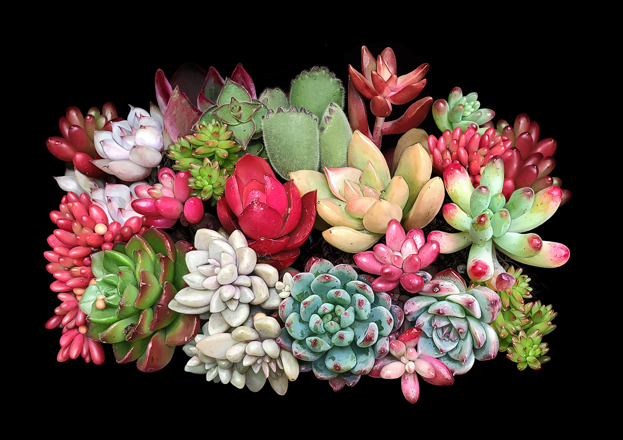 可爱的多肉们|插画|创作习作|一颗圆豆包_原创作品-站酷(zcool)