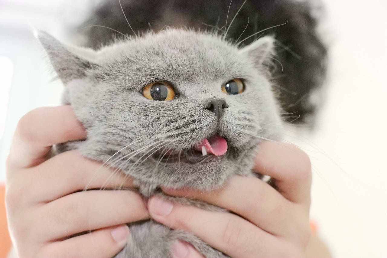 种猫-MM-纯蓝色-冬梅-英国短毛猫|沐米猫舍