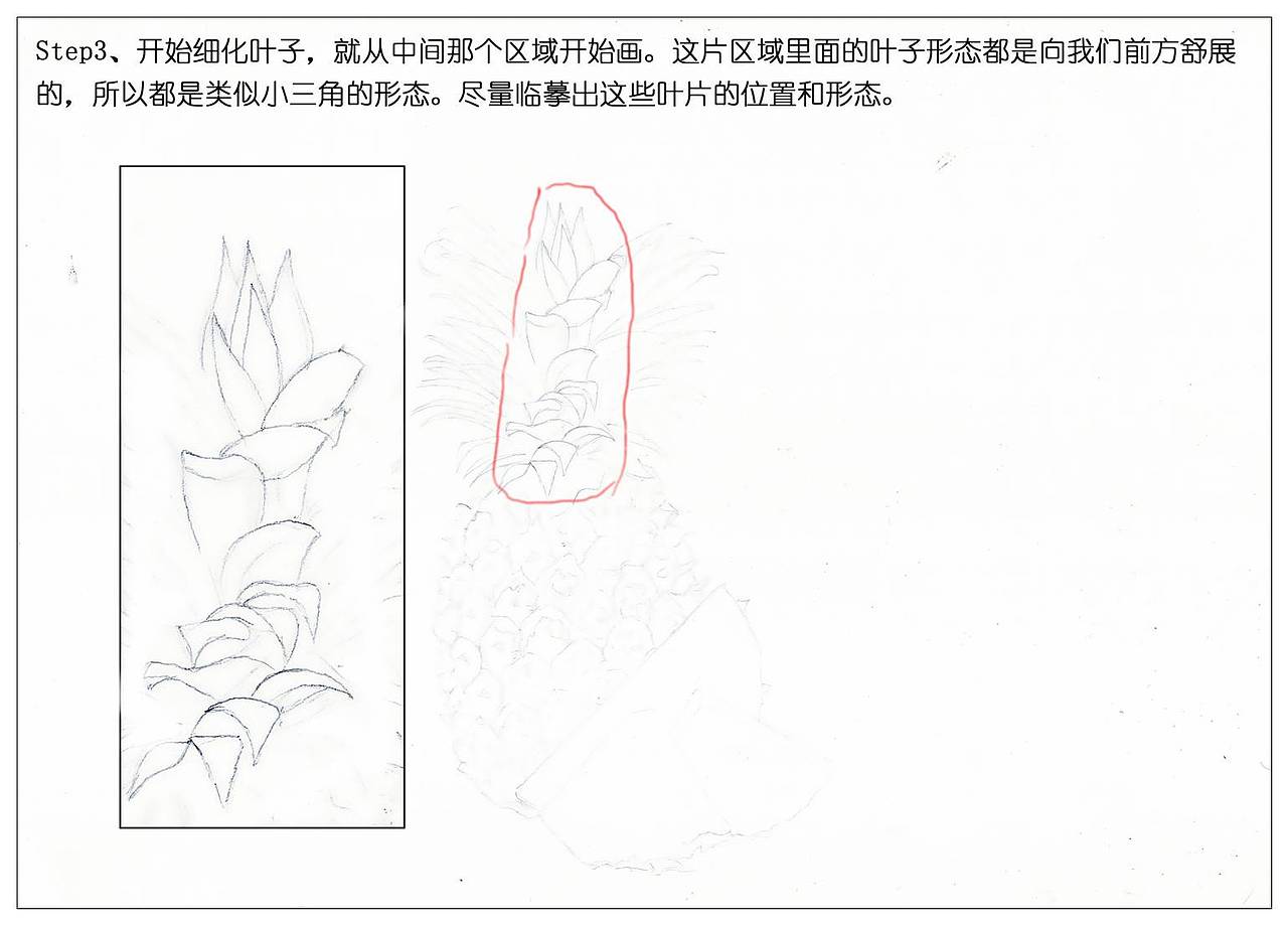 【驴大萌彩铅】手绘24节气水果图鉴 谷雨菠萝