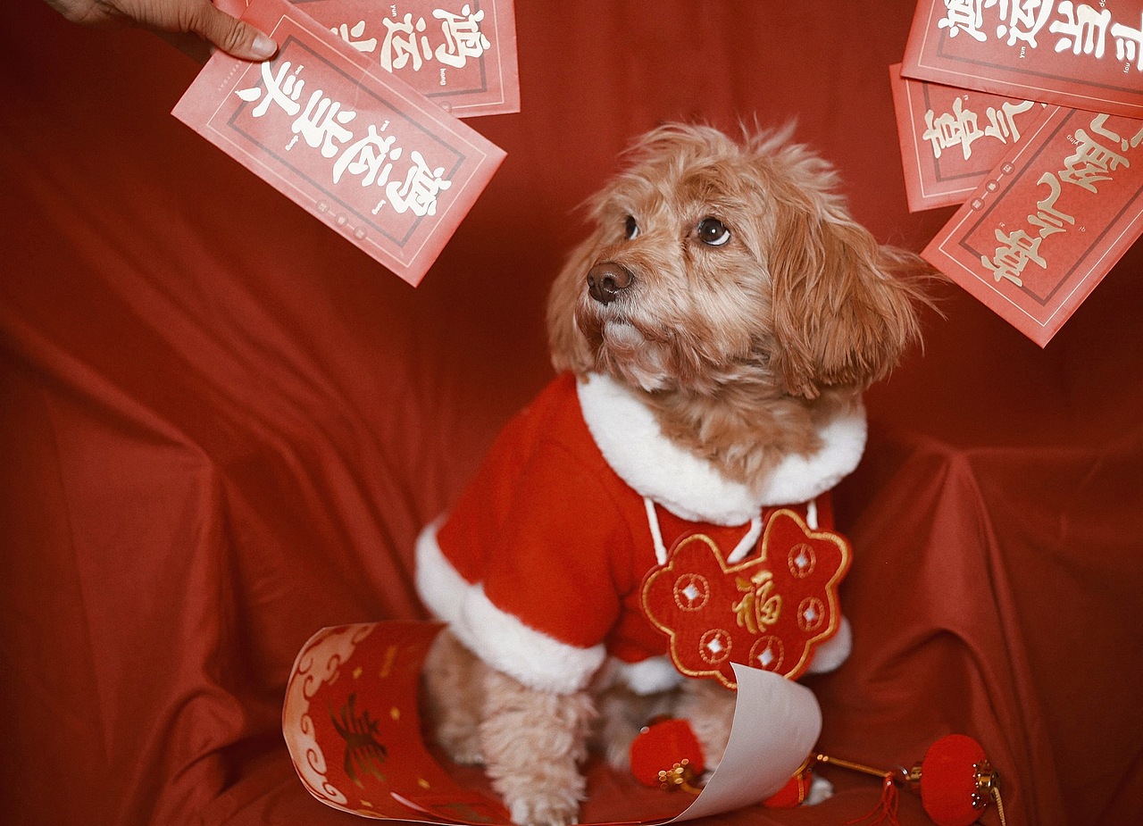 新年好运（图ZMjM5MTI1MjY0） - 宠物摄影 - 站酷设计师跳跃的米豆原创素材 - 站酷ZCOOL