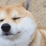枪哪搞的的头像