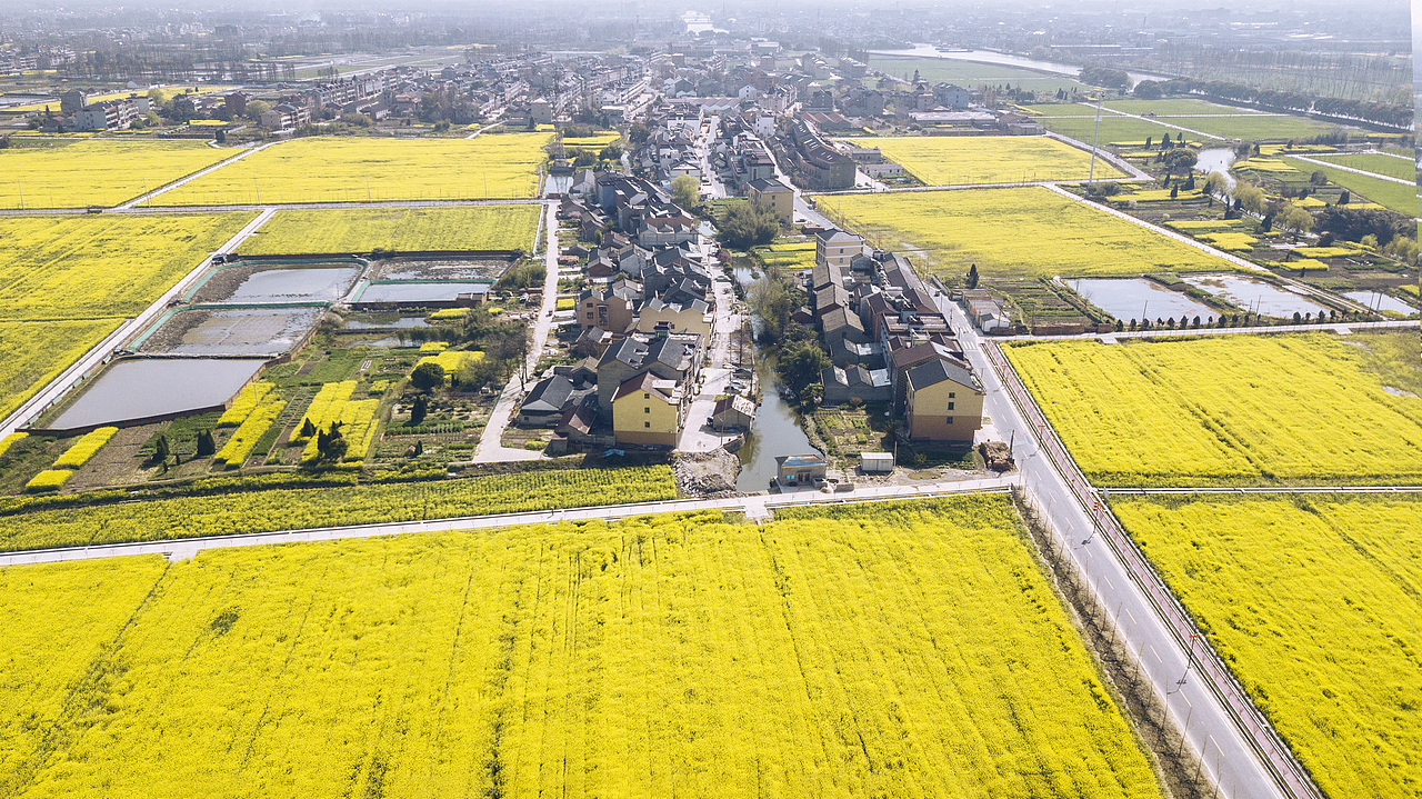 运河.双桥村(油菜花)