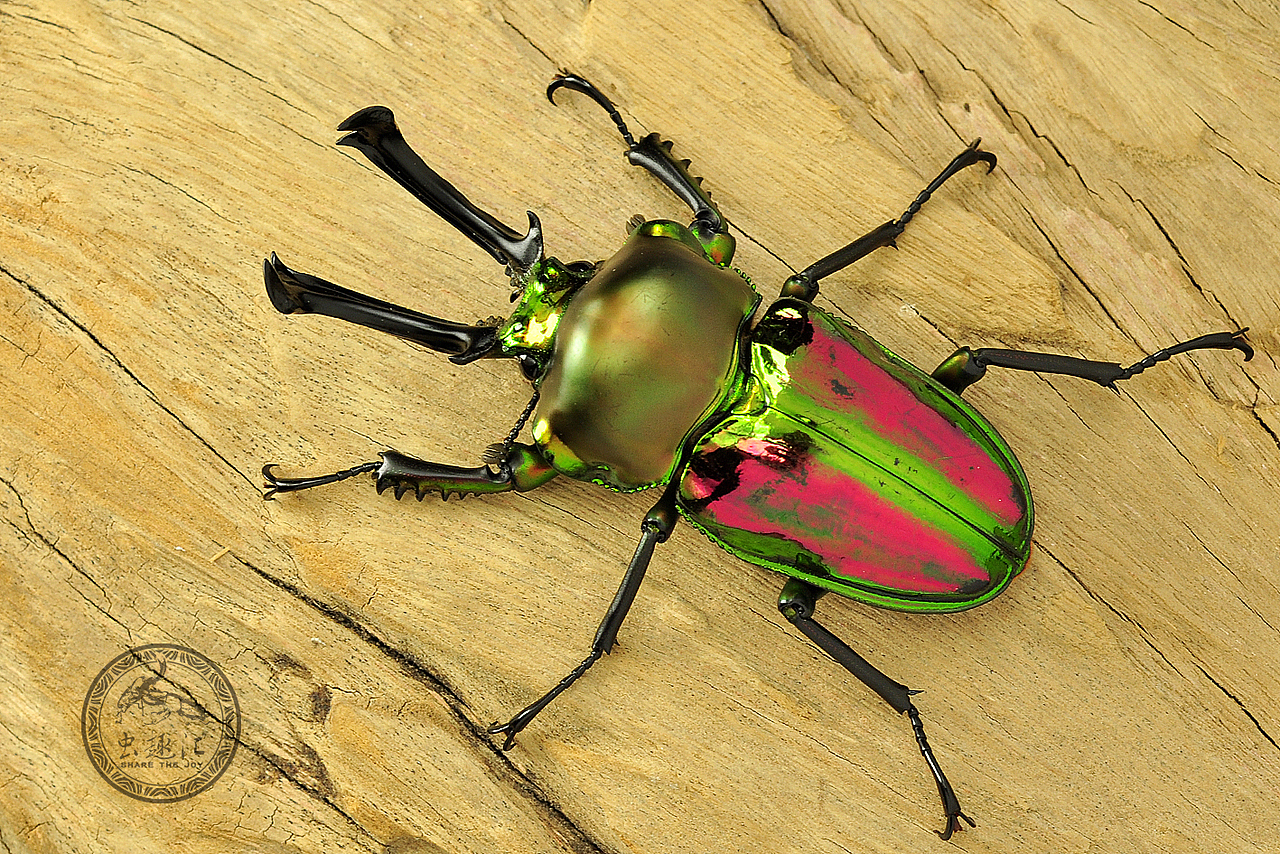 世界上最漂亮的锹甲 彩虹锹甲_i虫趣汇i-站酷zcool