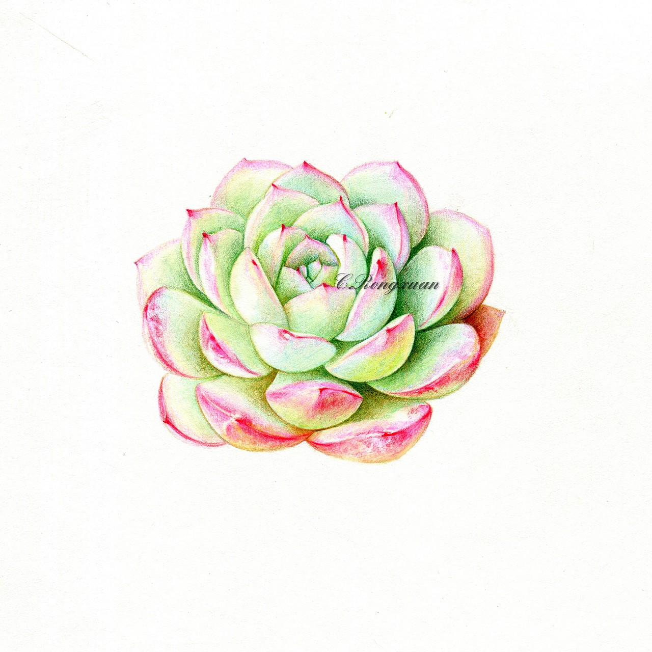 溶萱手绘――彩铅多肉水晶果冻莎莎