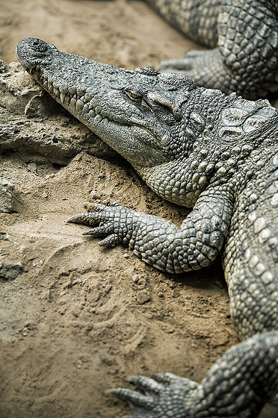 2013拍摄动物整理