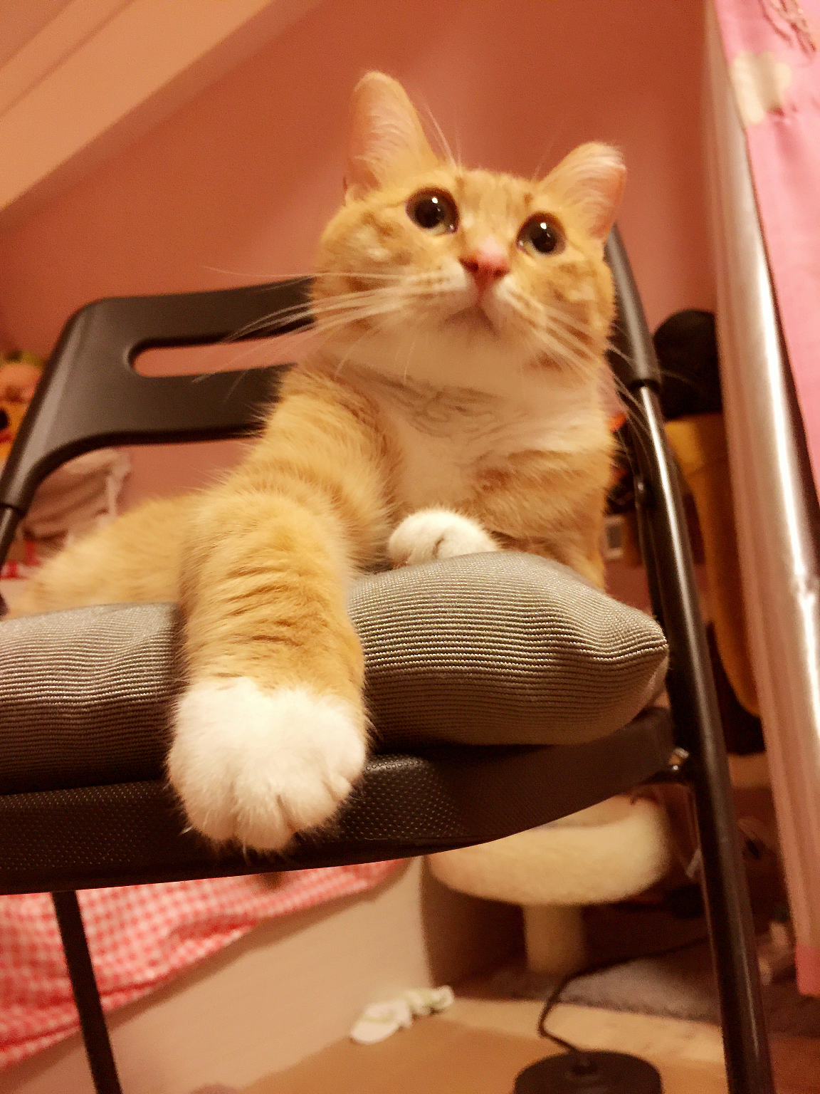 从前一只傲娇的猫叫咪傻~~~