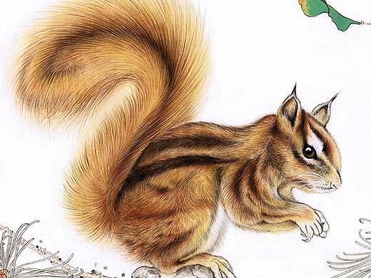 卢芳工笔画松鼠（个人主页-ZMzYyNTg2NzI=） - 绘画 - 站酷设计师尚美一线原创素材 - 站酷ZCOOL