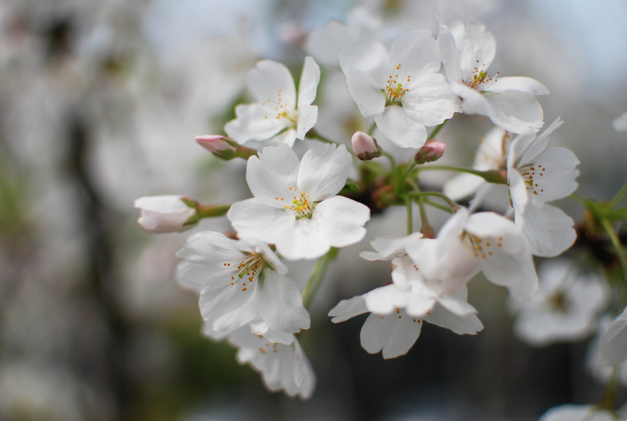 鲁迅公园（图ZNTQyMDc1Ng==） - 风光摄影 - 站酷设计师石头行者原创素材 - 站酷ZCOOL