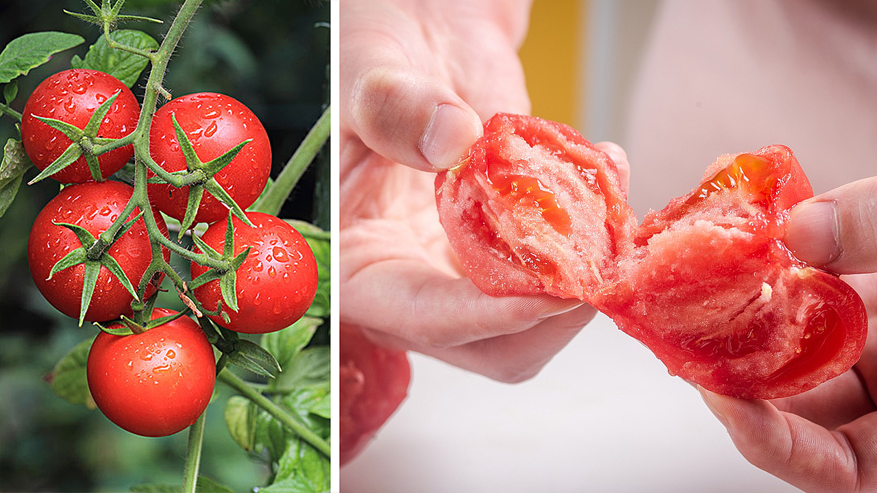 番阅番茄品牌全案策划设计（图ZMjExMjQ4ODgw） - 品牌 - 站酷设计师山行品牌策划原创素材 - 站酷ZCOOL