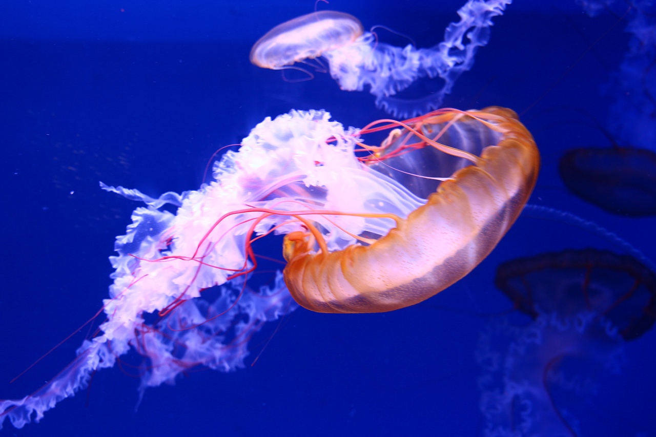 海洋馆水母篇