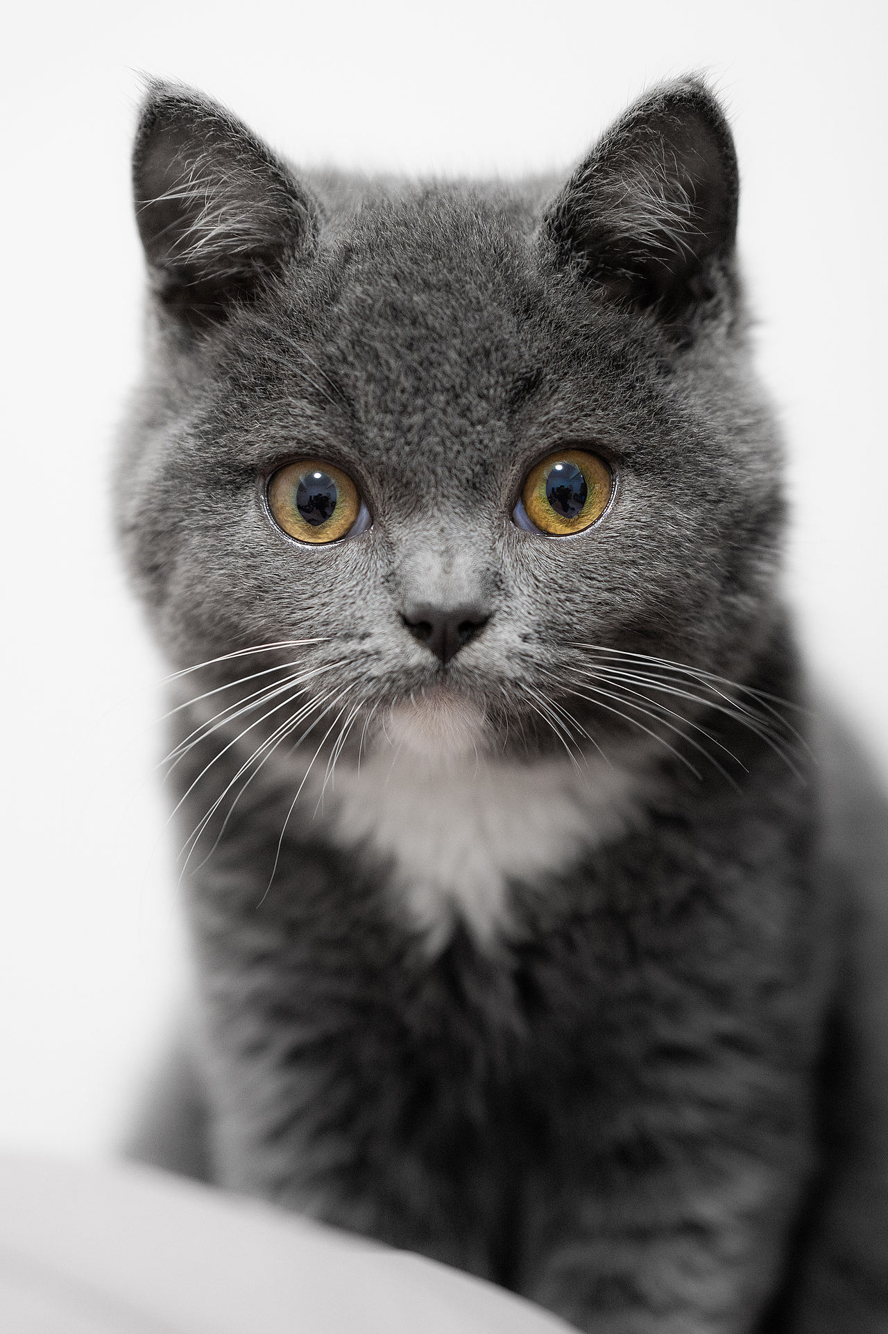 英国短毛猫萌宠拍摄（图ZMjk2MDc4OTI4） - 宠物摄影 - 站酷设计师摄见未来原创素材 - 站酷ZCOOL
