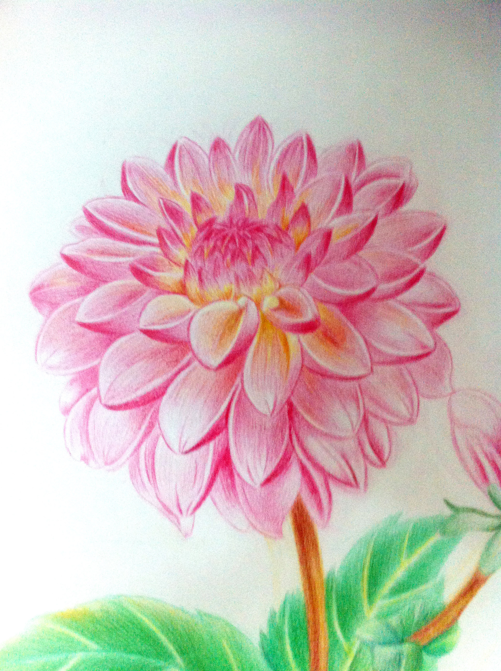 彩铅手绘花
