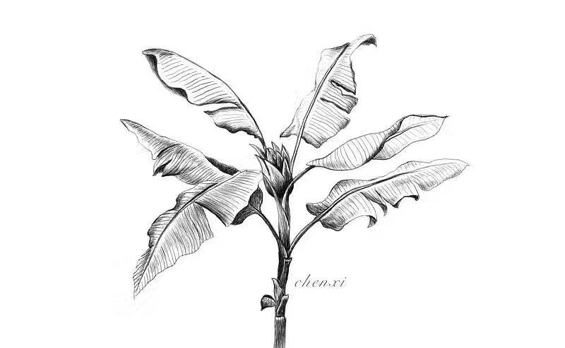 芭蕉树（图ZNzY5OTUwMDQ=） - 艺术插画 - 站酷设计师Qlina原创素材 - 站酷ZCOOL