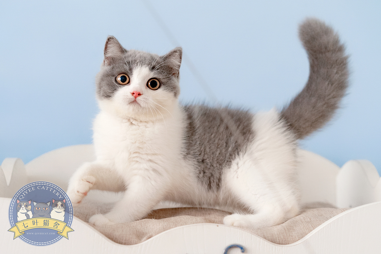 英国短毛猫宠物猫摄影,七叶猫舍