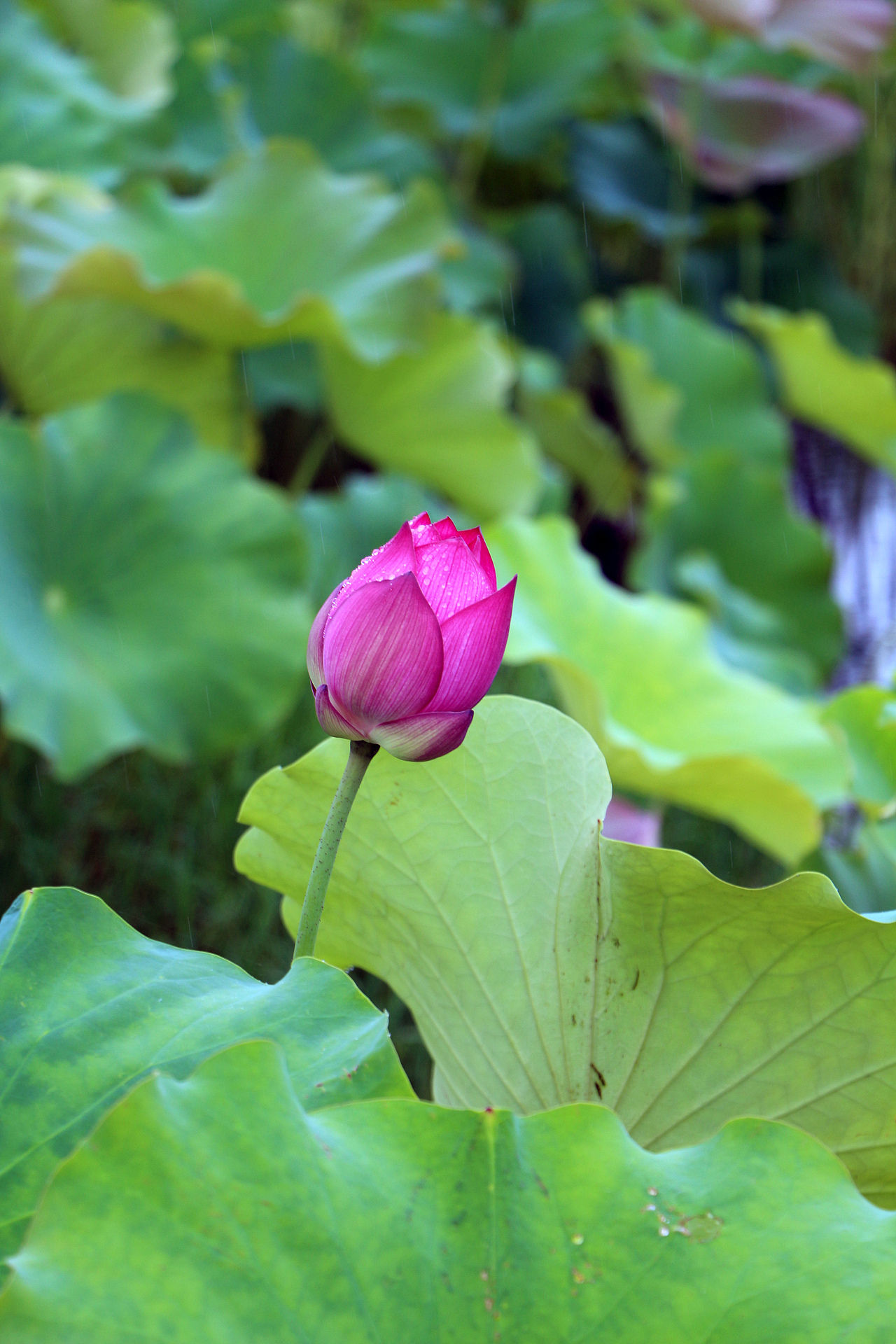 荷花（出淤泥而不染）——曾国藩故居（图ZNTMwMDI1NjA=） - 风光摄影 - 站酷设计师涉笔成趣原创素材 - 站酷ZCOOL