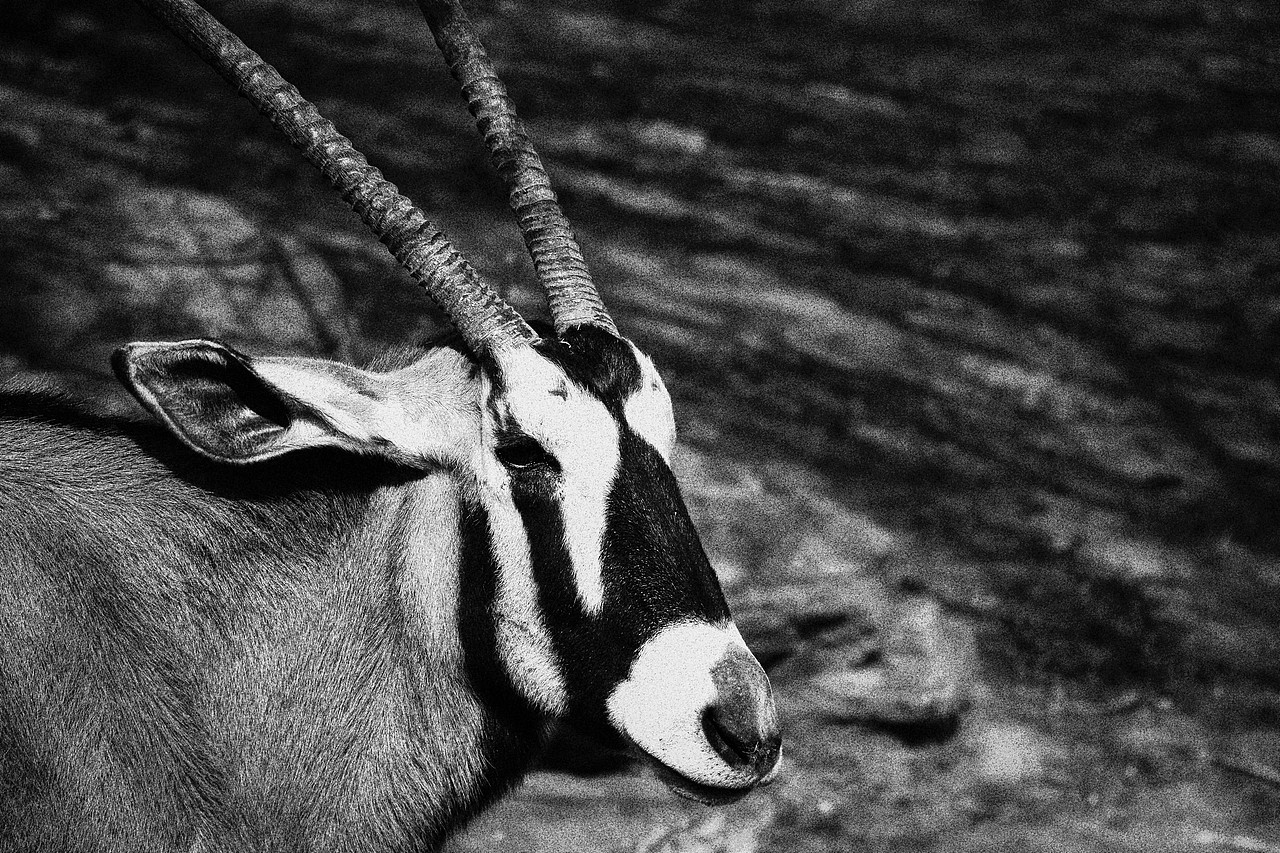 《北京动物园》略伤感（图ZMTA1MzM2NDgw） - 宠物摄影 - 站酷设计师不是扶桑原创素材 - 站酷ZCOOL