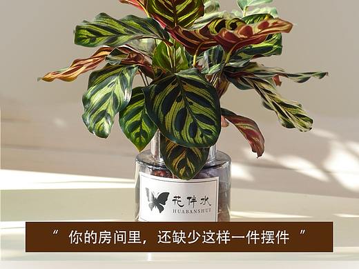 孔雀竹芋详情页（个人主页-ZNDExNzIxMjQ=） - 其他 - 站酷设计师Qey力立原创素材 - 站酷ZCOOL