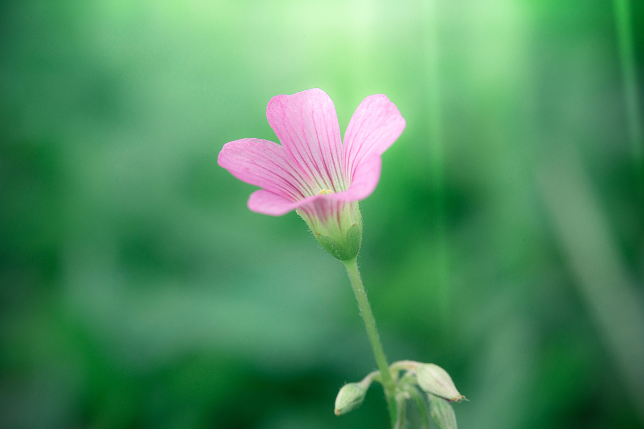 花卉摄影（图ZMjU0NjU1Nzcy） - 风光摄影 - 站酷设计师菲马摄影狸花猫原创素材 - 站酷ZCOOL