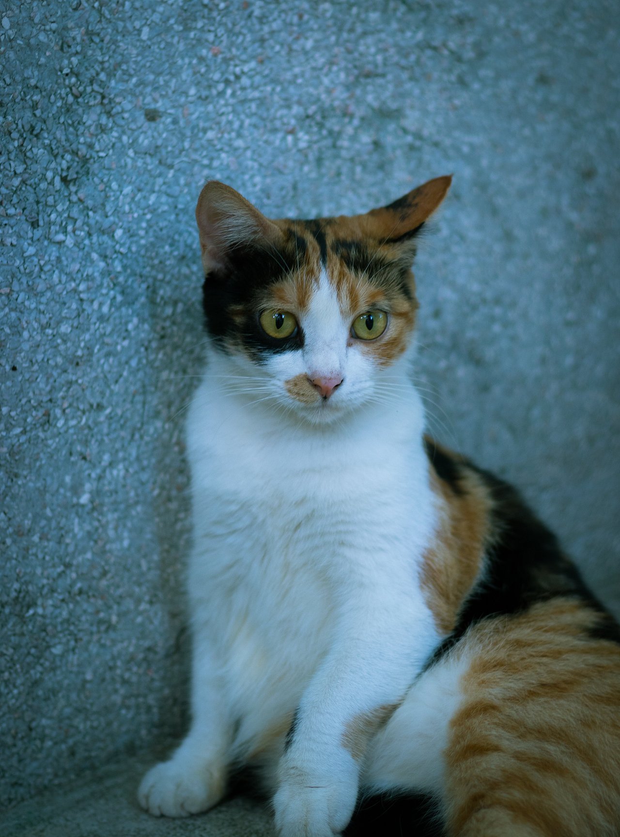 小姐姐&猫&抹茶
