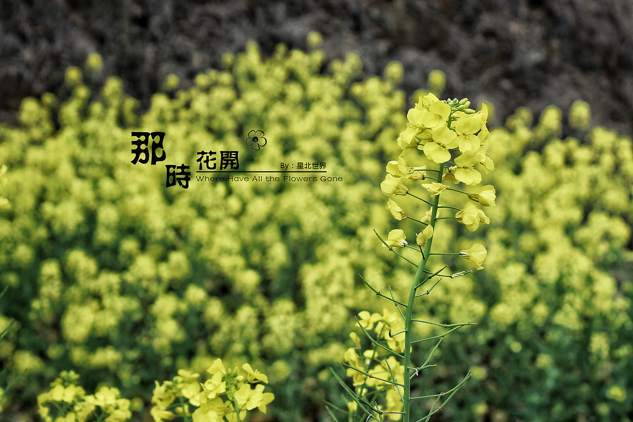 未闻花名——那时花开（二）（图ZNzQ4OTA2NDA=） - 修图/后期 - 站酷设计师星北世界原创素材 - 站酷ZCOOL