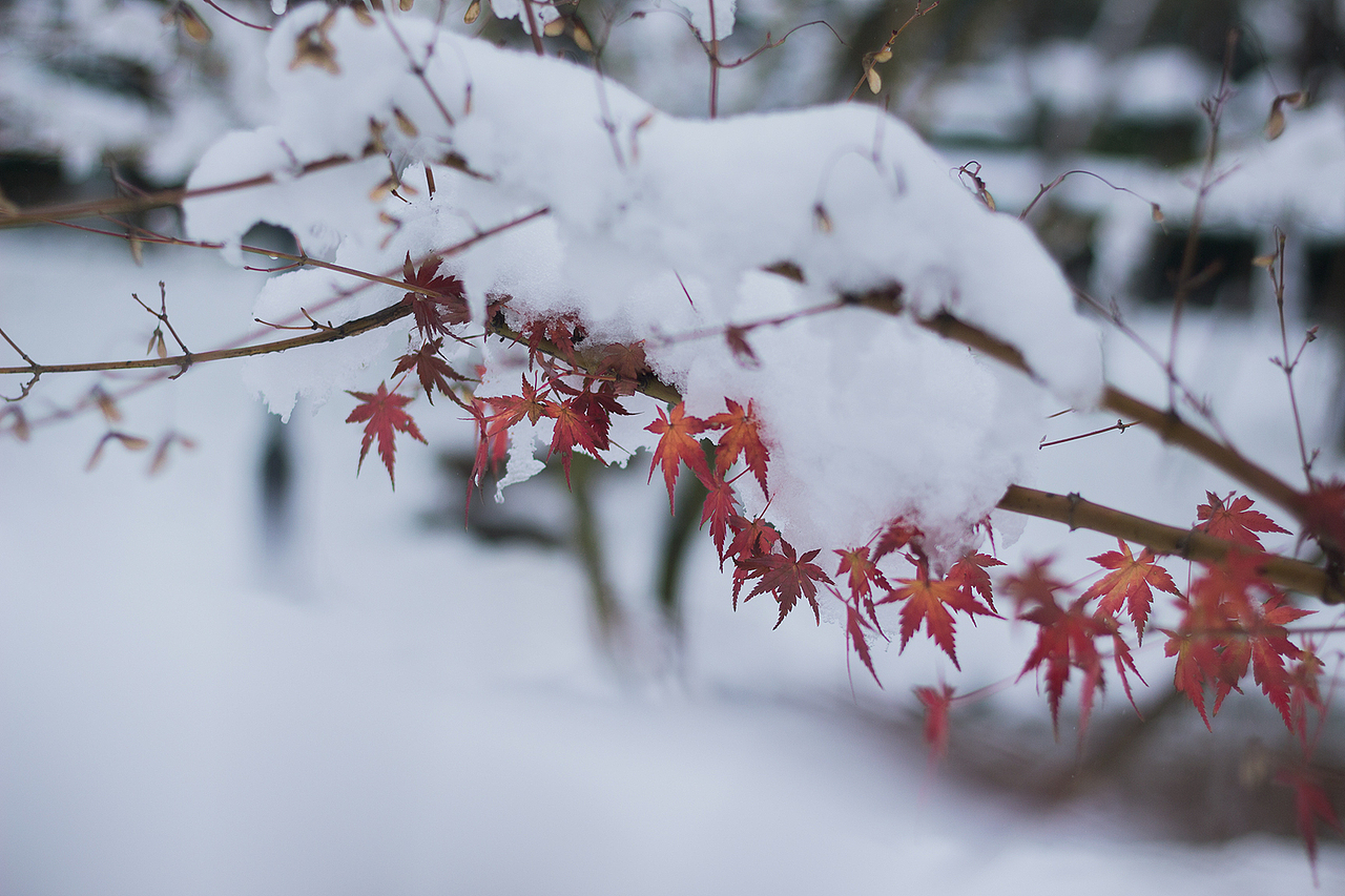 #人间四时#杭城的雪