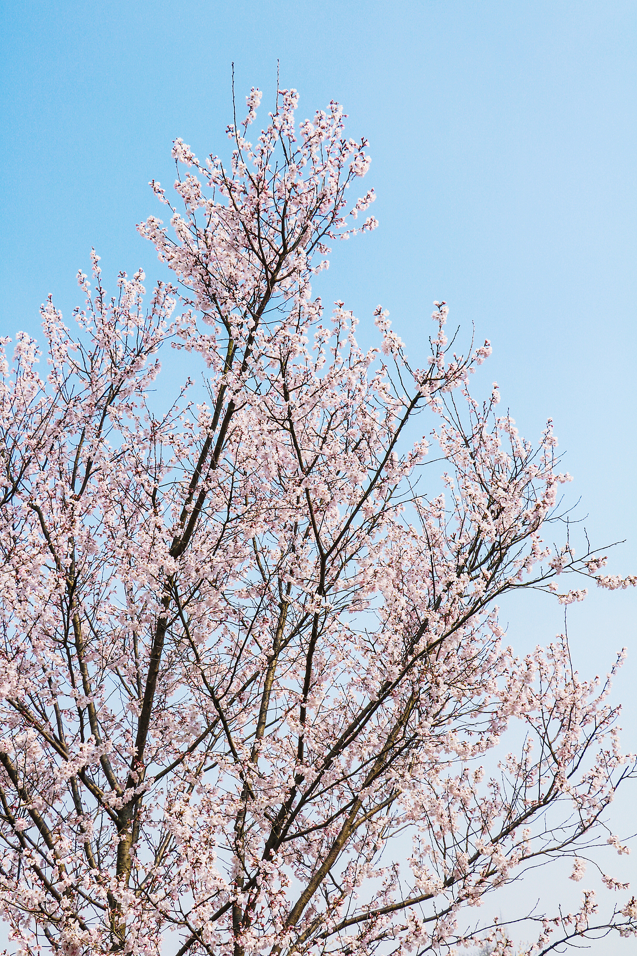 一组花卉摄影图