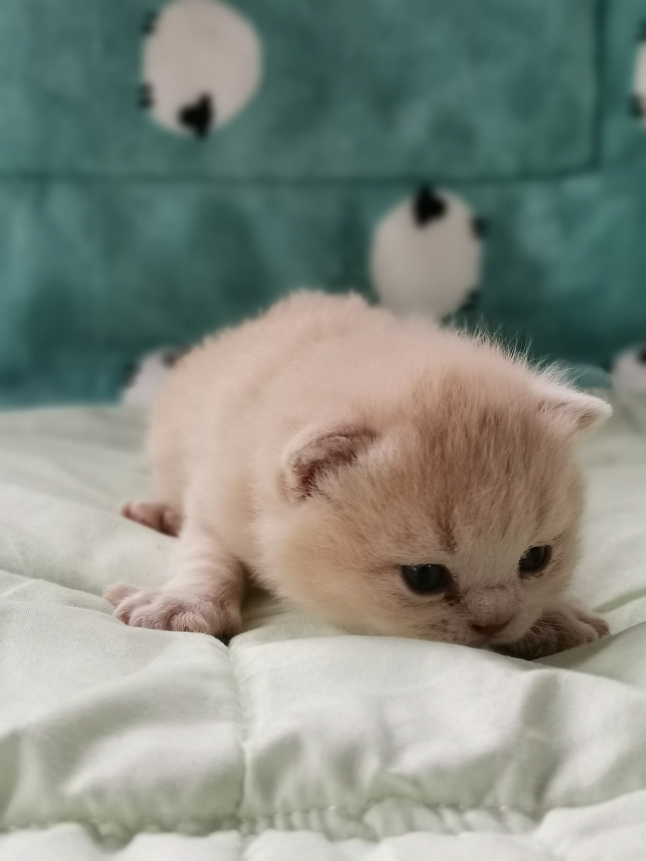 沐米猫舍英短编号112英短纯乳色五粉橘猫