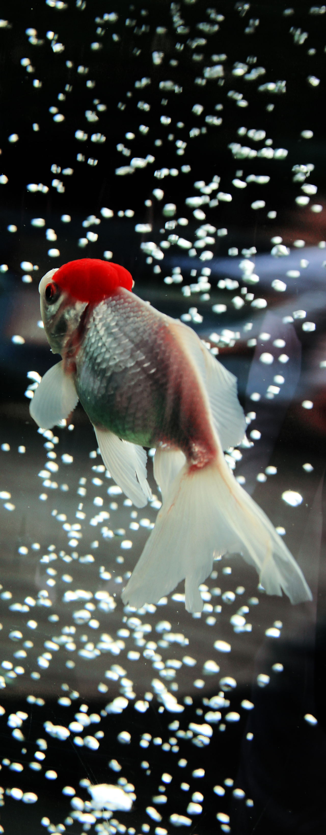 上海动物园的小伙伴们（图ZMTMwMzk2NTI=） - 风光摄影 - 站酷设计师LeoHMI原创素材 - 站酷ZCOOL