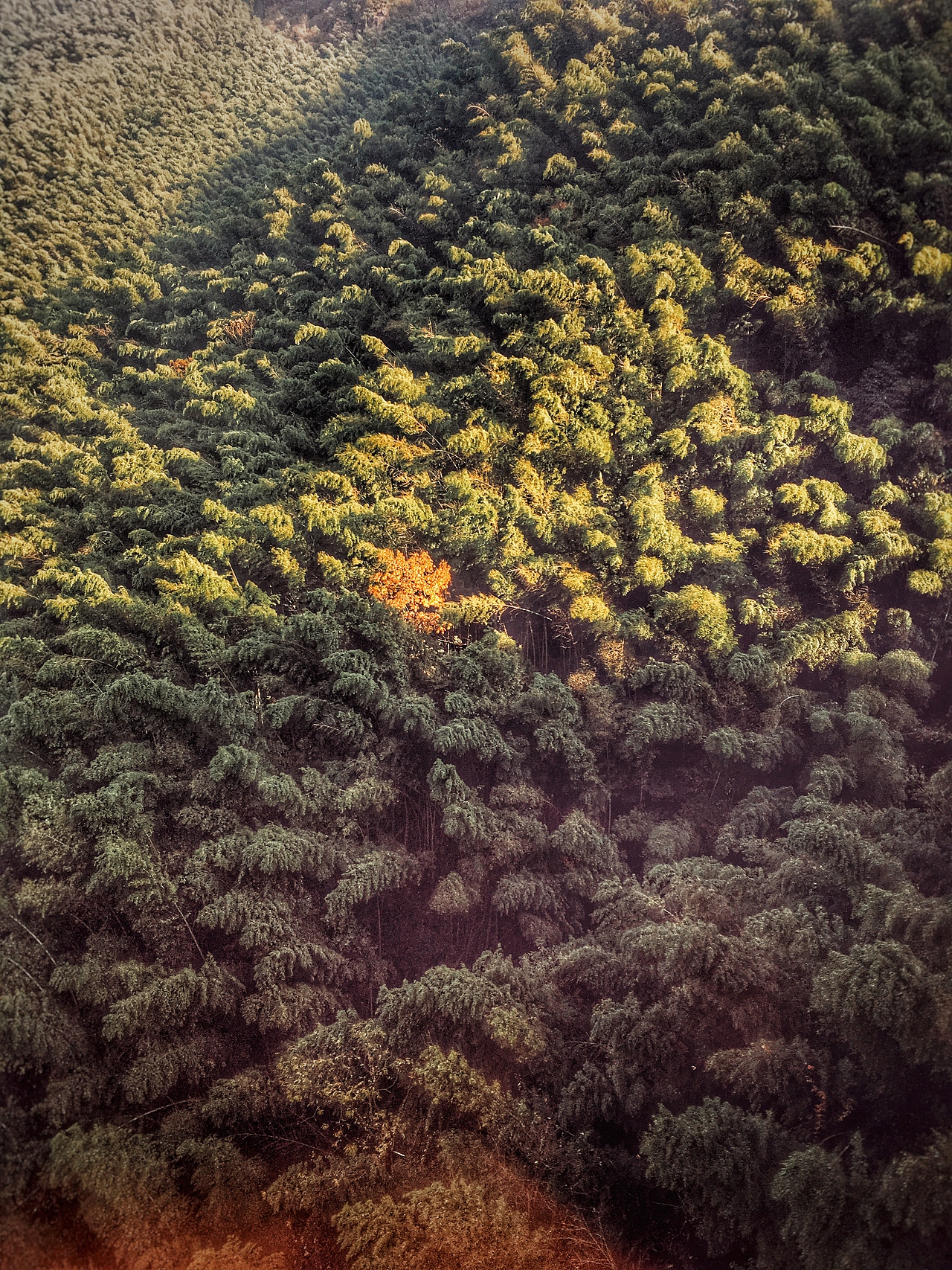 iphone6s 摄影（图ZNzQ2NzA1MDg=） - 风光摄影 - 站酷设计师神奇芋头原创素材 - 站酷ZCOOL