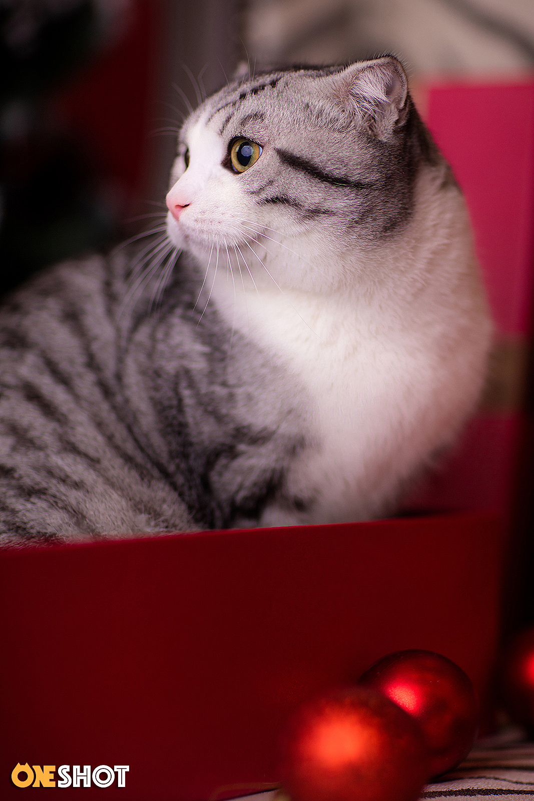 叮咚,您的圣诞礼物到货啦