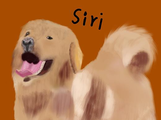 画个金毛Siri