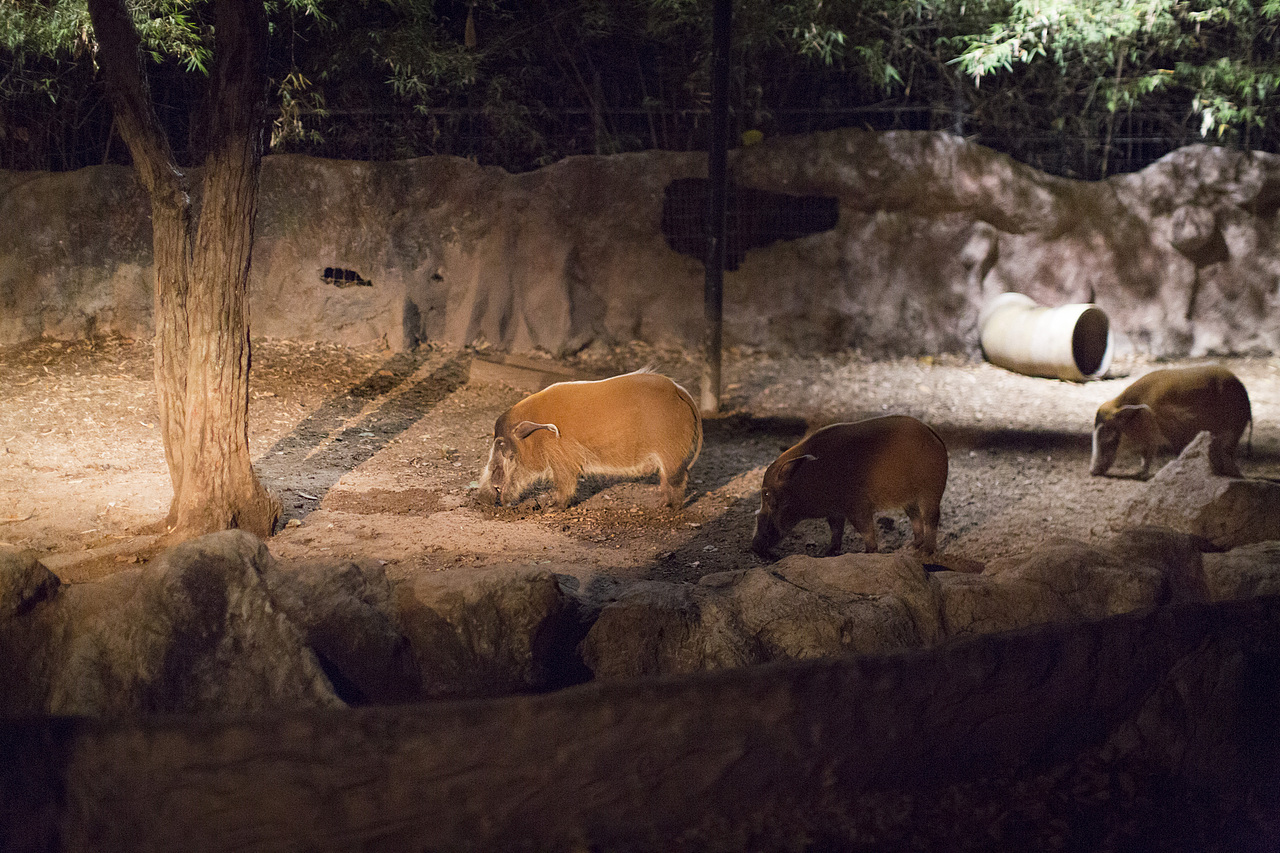 泰国旅拍_Day3_2_夜间动物园（图ZOTM3ODU3ODA=） - 人文/纪实摄影 - 站酷设计师楦梓原创素材 - 站酷ZCOOL
