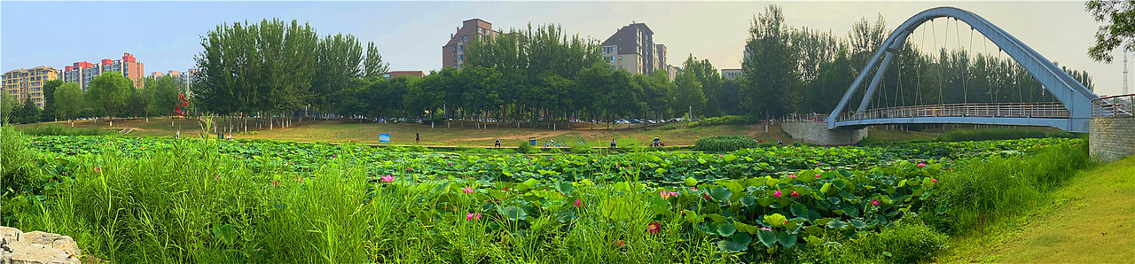 刘勇良手机纪实摄影：夏日荷塘（图ZMjE1MTEwMDI0） - 人文/纪实摄影 - 站酷设计师刘勇良意创书设原创素材 - 站酷ZCOOL