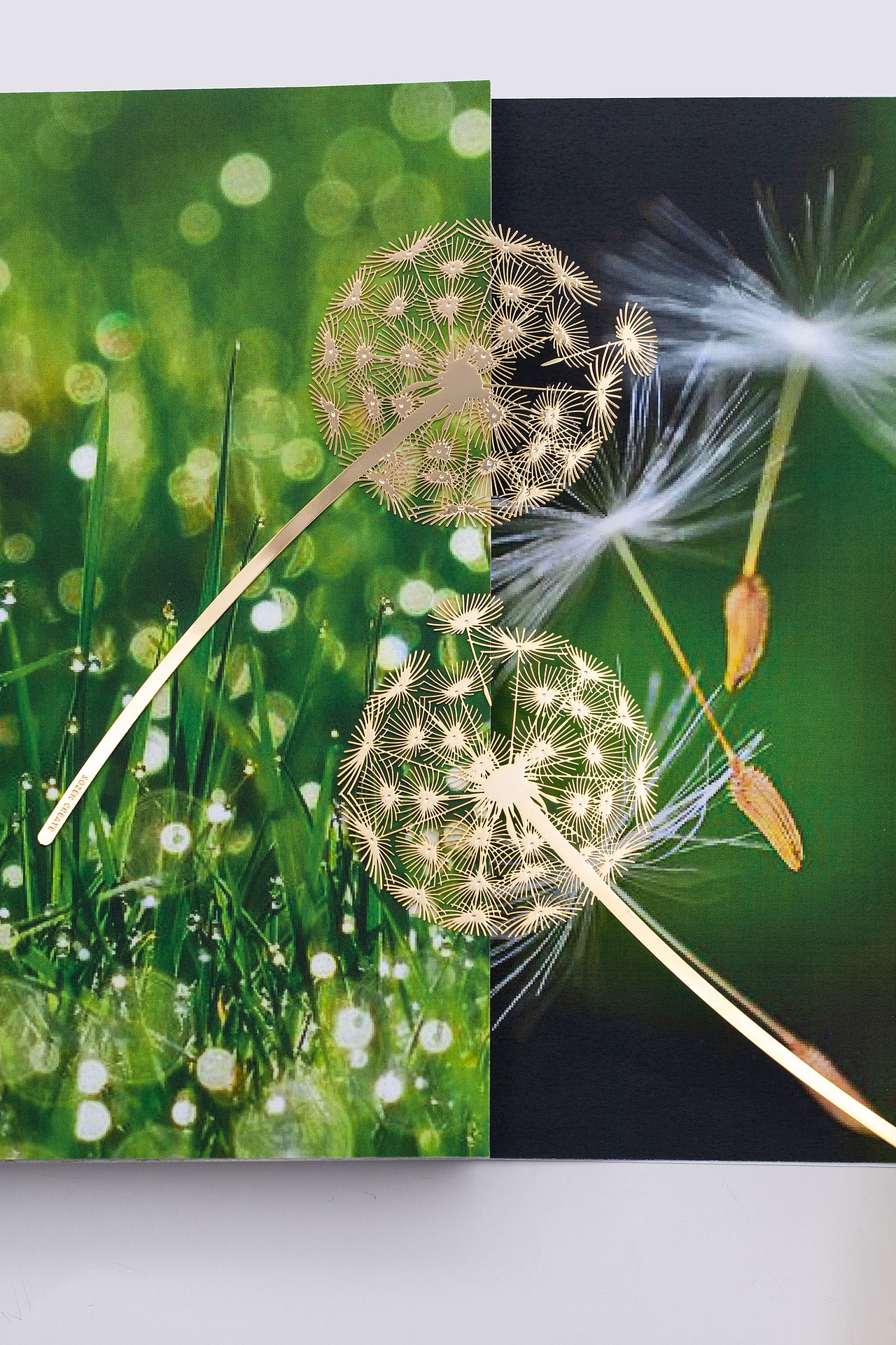 手心里蒲公英书签