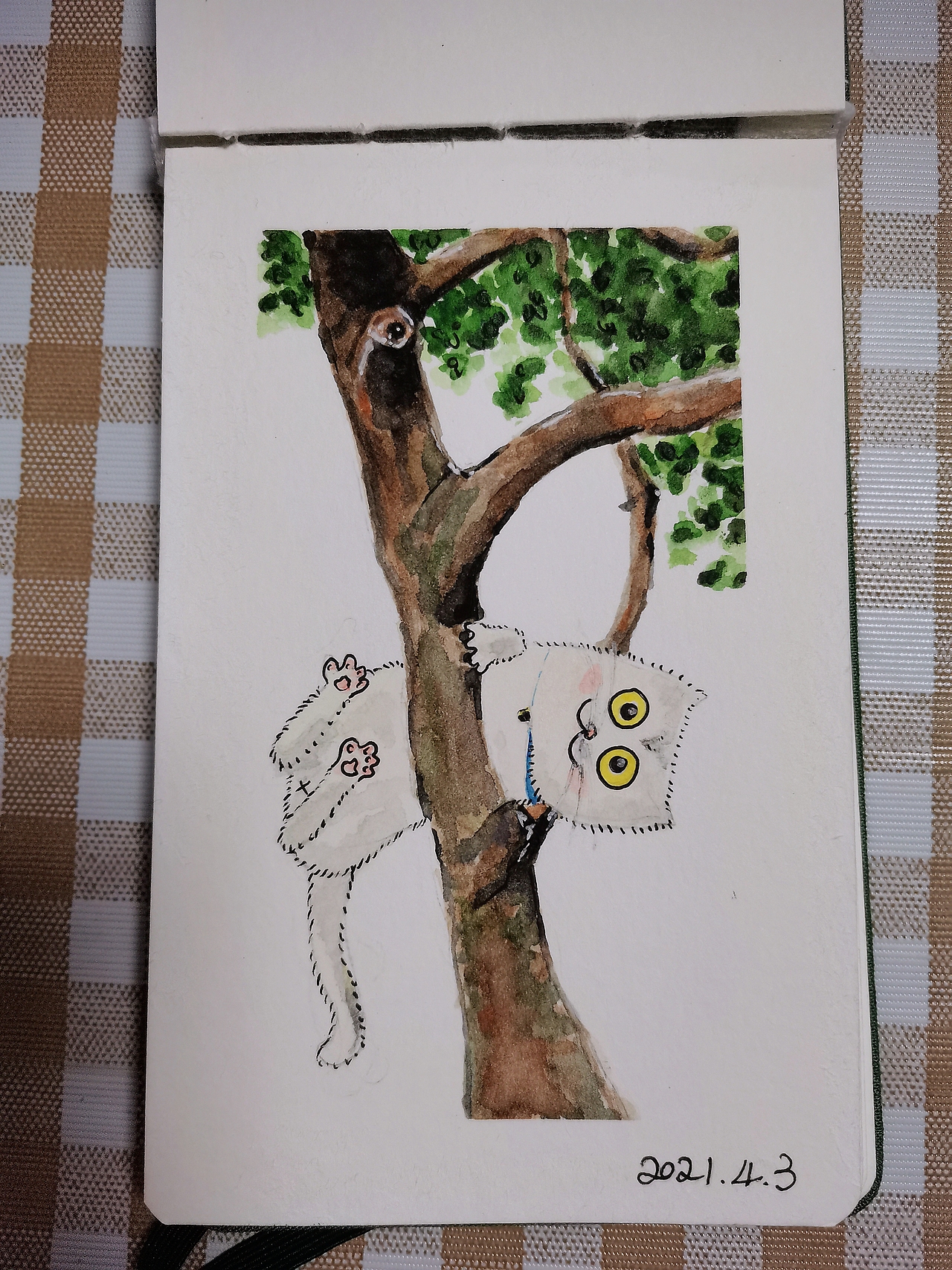 猫咪日常画像
