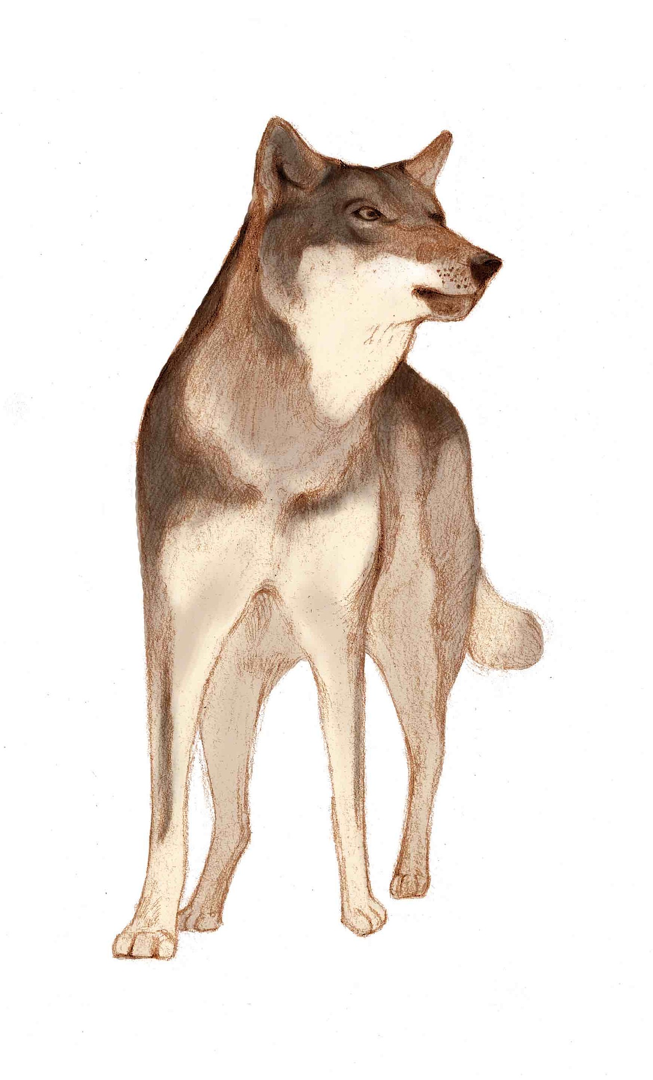 动物2（图ZMjc5MTM3MDUy） - 儿童插画 - 站酷设计师程秋寒原创素材 - 站酷ZCOOL