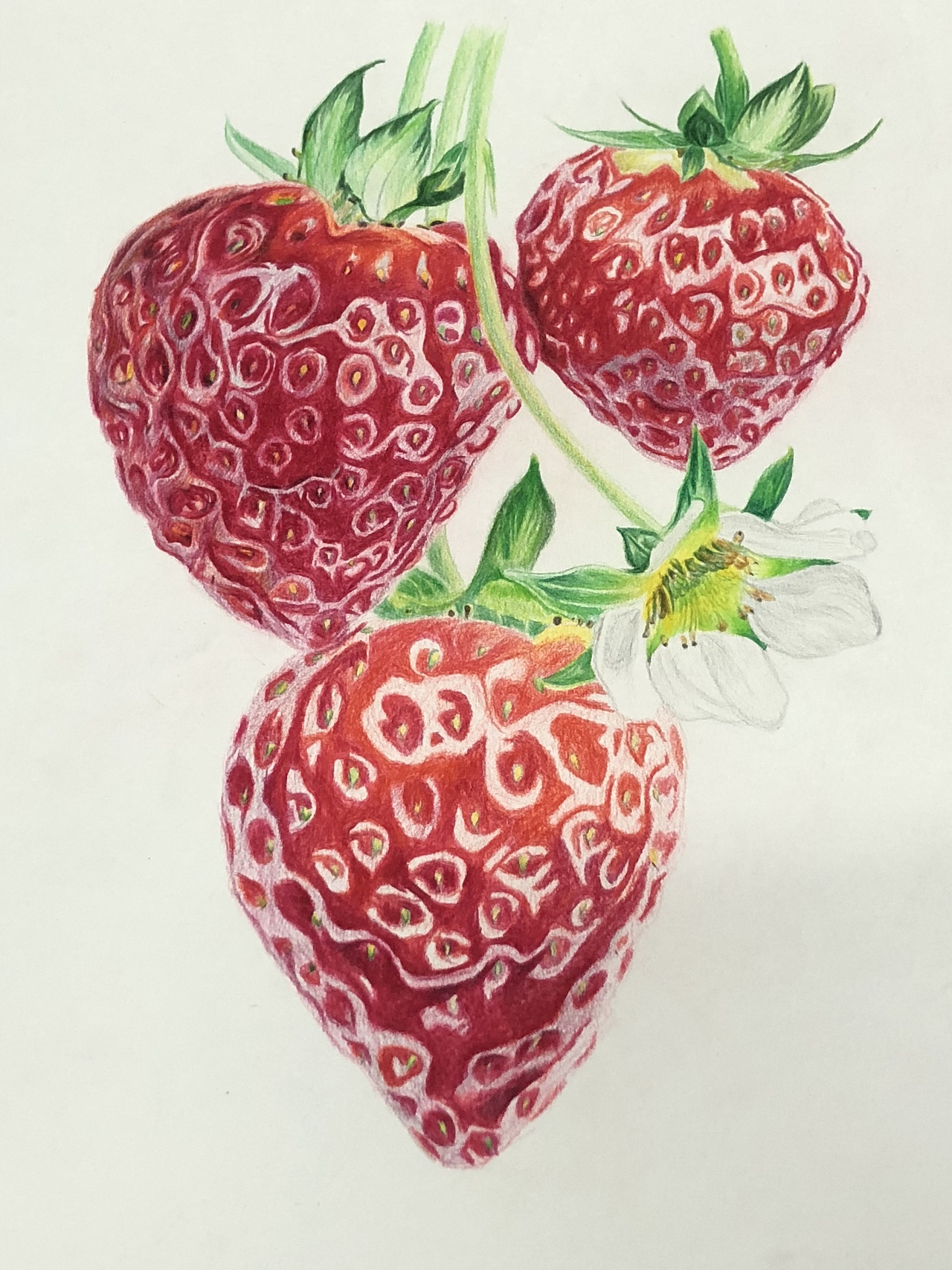 彩铅-草莓