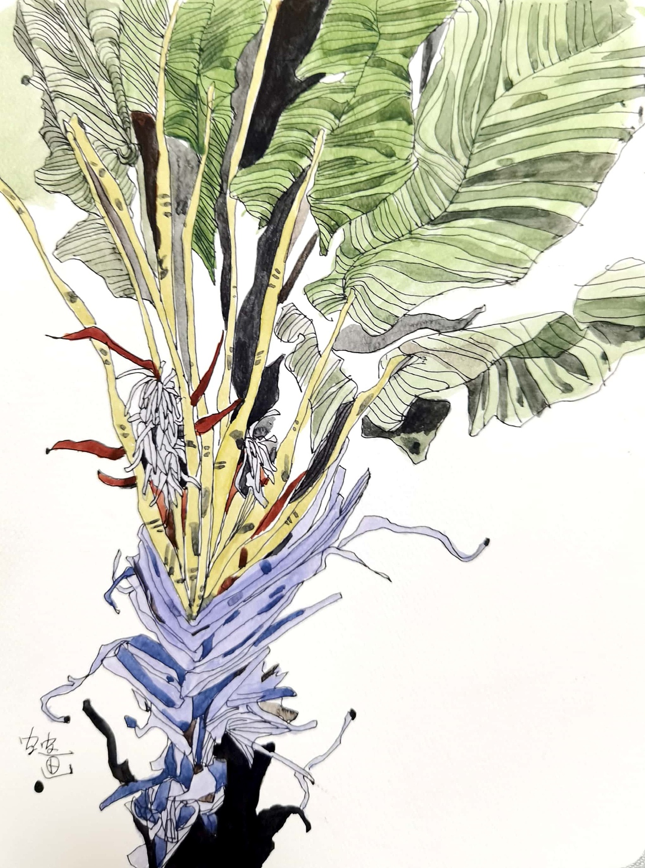 芭蕉树|插画|创作习作|joan官官_原创作品-站酷zcool